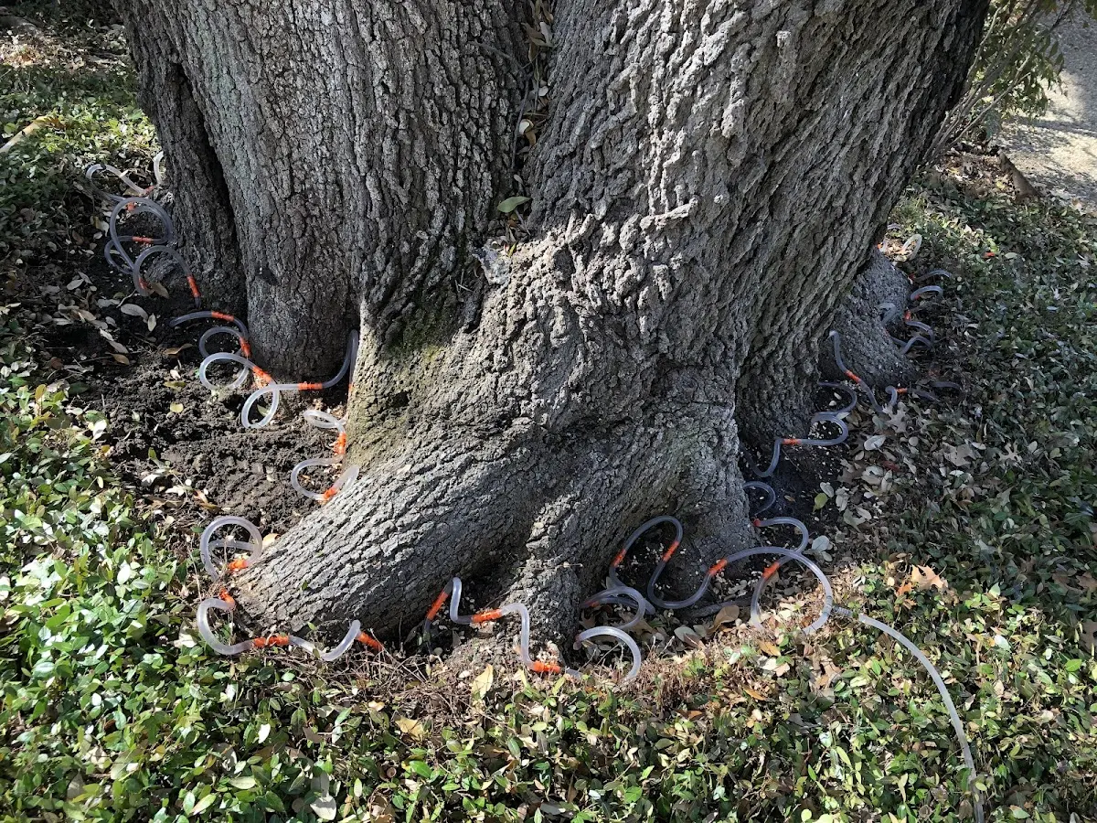Detailed Tree Cabling and Bracing job site in Binger