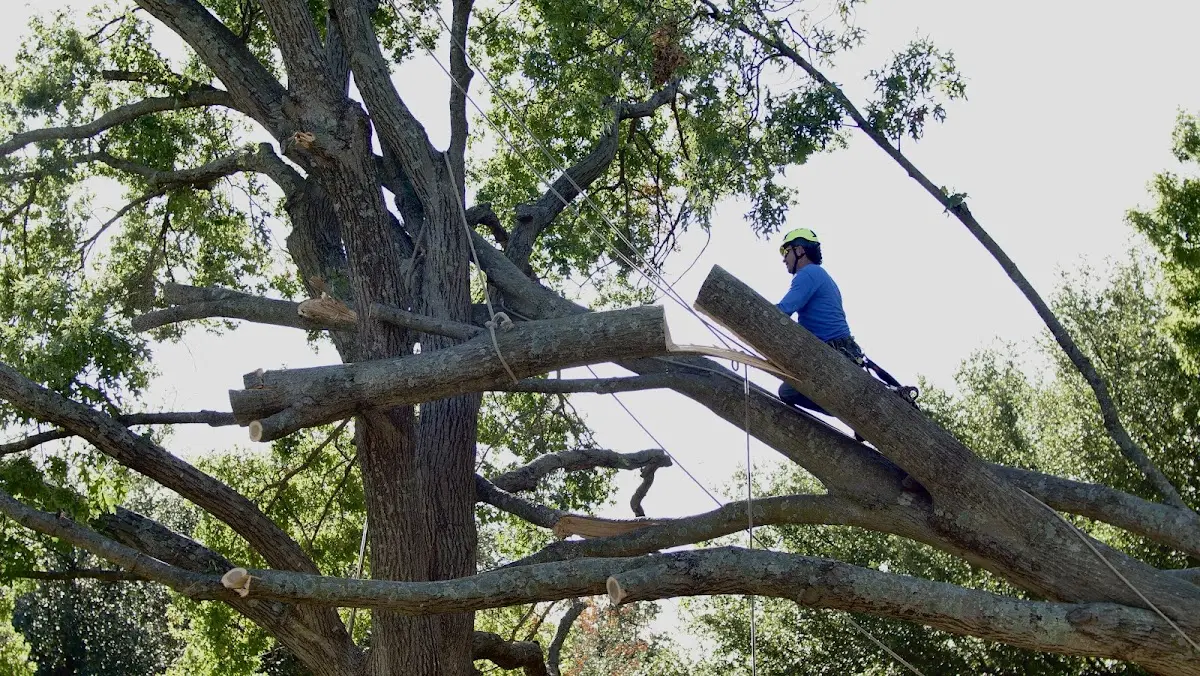 Professional Crown Thinning performed by certified arborists in Binger